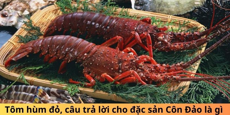 Tôm hùm đỏ, câu trả lời cho đặc sản Côn Đảo là gì