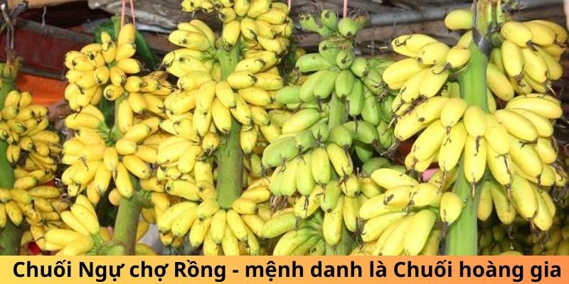  Chuối Ngự chợ Rồng - mệnh danh là Chuối hoàng gia