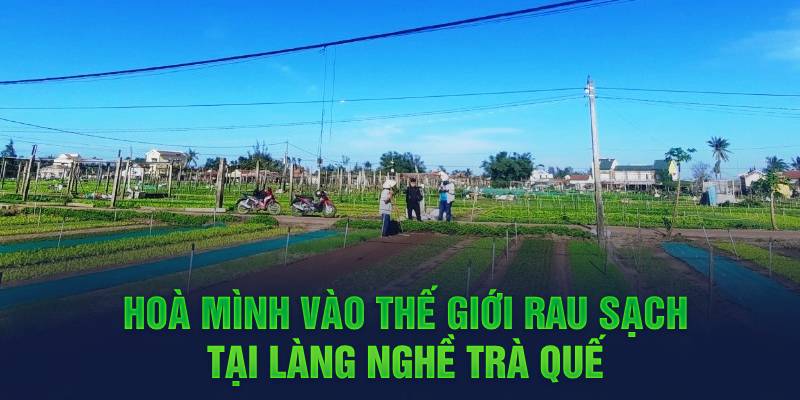 Hoà mình vào thế giới rau sạch tại làng nghề Trà Quế